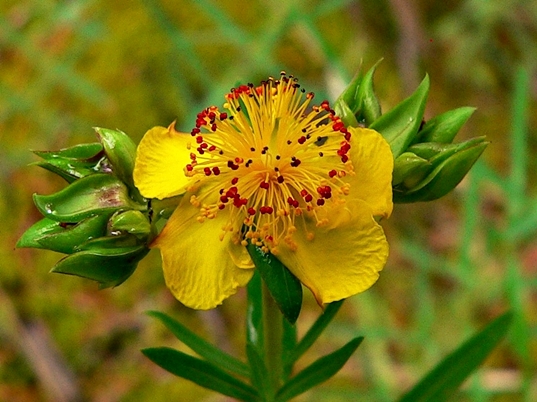 {Hypericum dolabriforme}